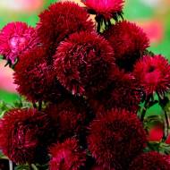 Айстра Опал Фойєр за 0,3 г