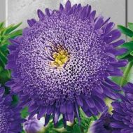 Айстра Принцеса Вероніка за 0,3 г