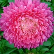 Астра Анелька за 0,3 г