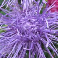 Астра Бальфе за 0,3 г