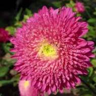 Астра Галина за 0,3 г