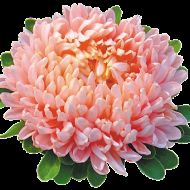 Астра Голдшац за 0,3 г