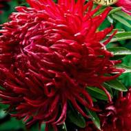 Астра Дракон красный за 0,3 г