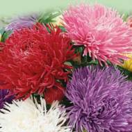 Астра Дракон смесь за 0,3 г