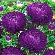 Астра Дракон фиолетовый за 0,3 г