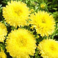 Айстра Золота куля за 0,3 г