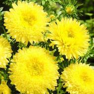 Айстра Золота куля за 0,3 г