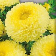 Астра Золотой шар за 0,3 г