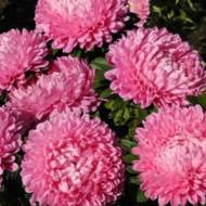 Астра Оксана за 0,3 г