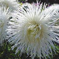 Астра Опера за 0,3 г