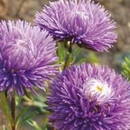 Астра Осенняя Олимпиада за 0,3 г