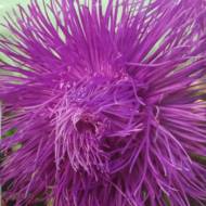 Астра Парсифаль за 0,3 г