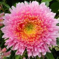 Айстра Принцеса Діна за 0,3 г