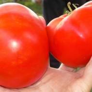 Томат Вечный зов за 0,1 г