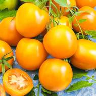 Томат Єлоу Рівер F1 за 10 нас.