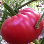 Томат Матадор за 0,1 г