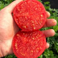 Томат Монгольський карлик за 25 нас.