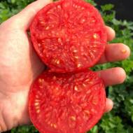 Томат Монгольський карлик за 25 нас.