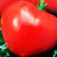 Томат Вождь червоношкірих за 25 нас.