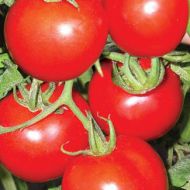 Томат Нептун за 0,1 г