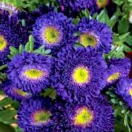 Астра Принцесса София за 0,3 г