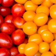 Томат Солодка парочка Адам і Єва за 30 нас.