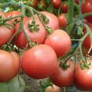 Томат Роза ветров за 0,1 г