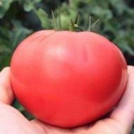 Томат Утро за 0,3 г