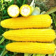 Кукурудза цукрова Брусниця за 20 г