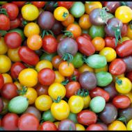 Томат чері Суміш сортів за 0,1 г