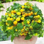 Томат Балконне чудо золоте за 0,1 г