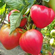 Томат Абаканский розовый за 0,1 г