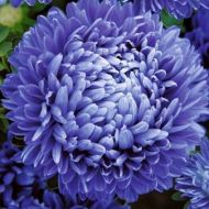 Астра темно-синяя пионообразная за за 0,3 г