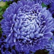 Астра темно-синяя пионообразная за за 0,3 г