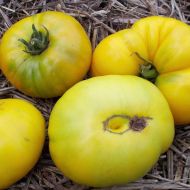 Томат Ананасный за 0,1 г