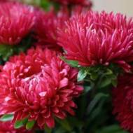 Астра Огненная жемчужина за 0,3 г