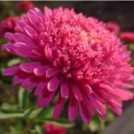 Астра Зильбер роза за 0,3 г