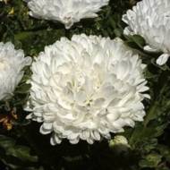 Астра Зефир за 0,3 г