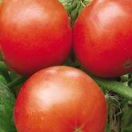 Томат Крона за 20 нас.