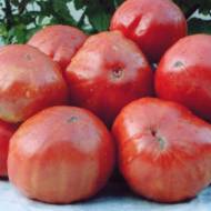 Томат Украинская Елена за 0,15 г