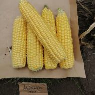 Кукурудза Дейнеріс (Барселона) F1