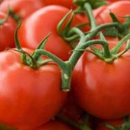 Томат Унікальний за 0,2 г