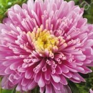 Астра Ненси за 0,3 г