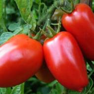 Томат Балерина за 0,15 г