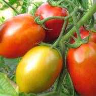 Томат Домашний разносол за 0,1 г