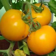 Томат Дружба за 0,1 г