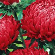 Астра Опал Фойер за 0,3 г