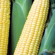 Кукурудза цукрова Шебба F1 за 3 г