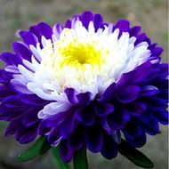 Астра Суприм Биколор за 0,3 г