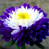 Астра Суприм Биколор за 0,3 г